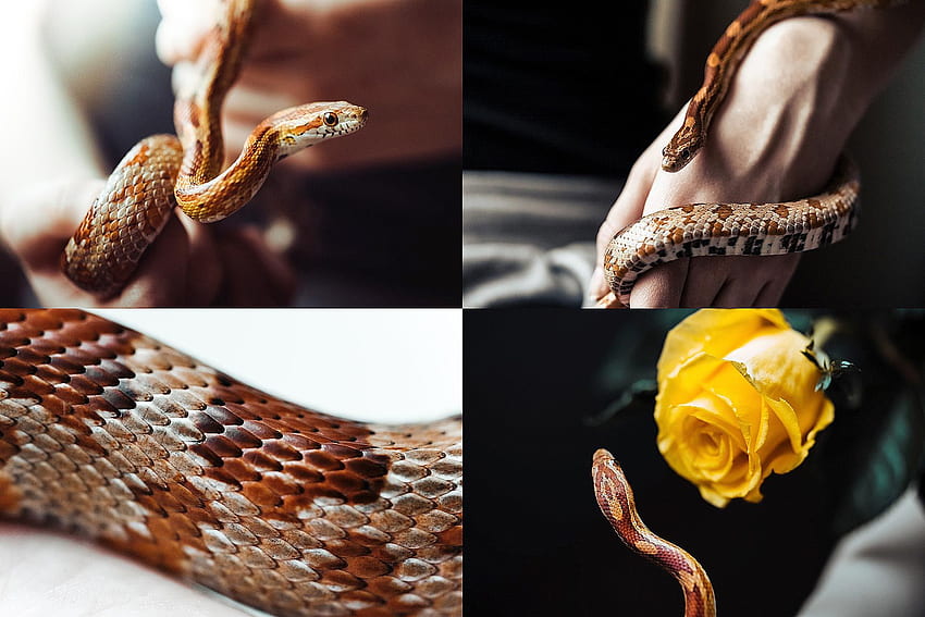 Snake and Rose Stock HD wallpaper