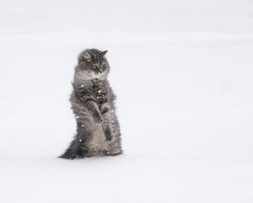 눈 위에서 춤추기, 겨울, 동물, 하얀, 춤추는 사람, 귀여운, 고양이, pisica, 눈, iarna, 우스운 HD 월페이퍼