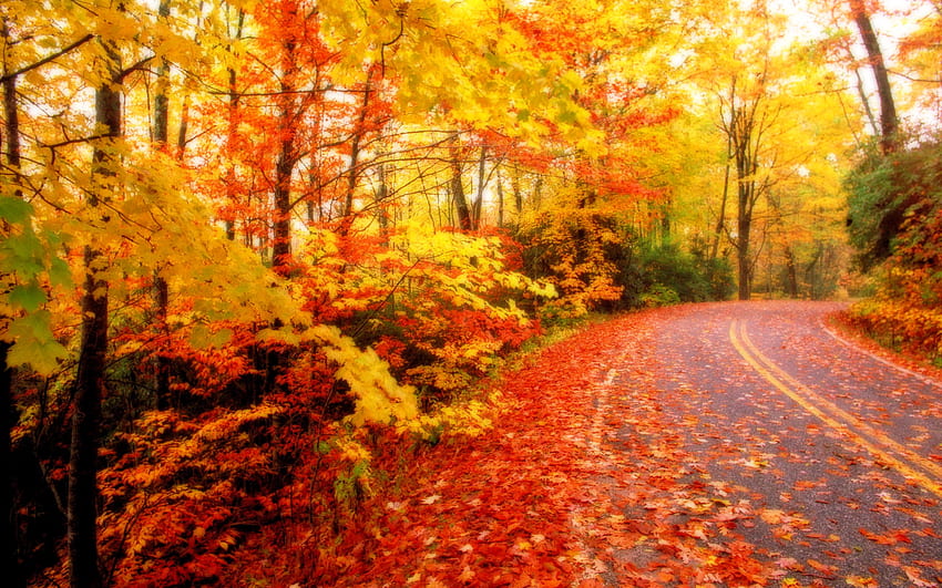 Fall, Autumn HD wallpaper | Pxfuel