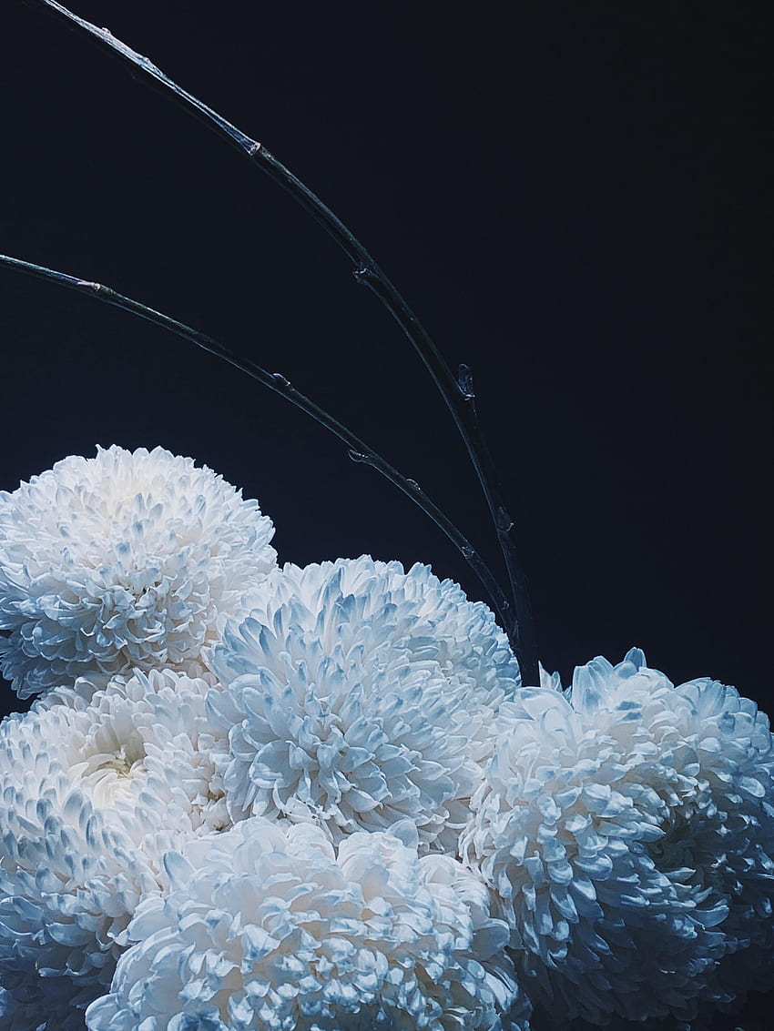 Fleurs, Chrysanthème, Bouquet Fond d'écran de téléphone HD