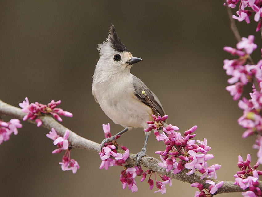 นกและดอกไม้ ธรรมชาติ นก ป่า ดอกไม้ วอลล์เปเปอร์ HD