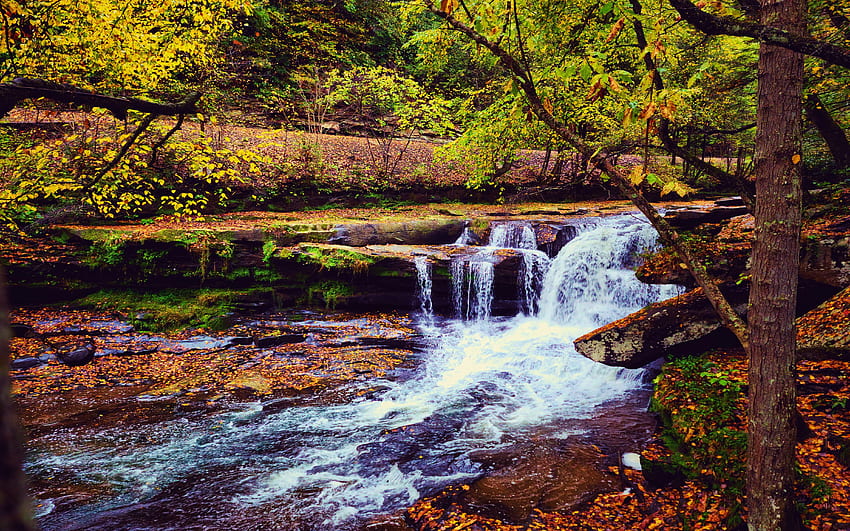 ニューリバー渓谷、ウェストバージニア州、葉、秋、秋、色、木、カスケード、岩、アメリカ 高画質の壁紙