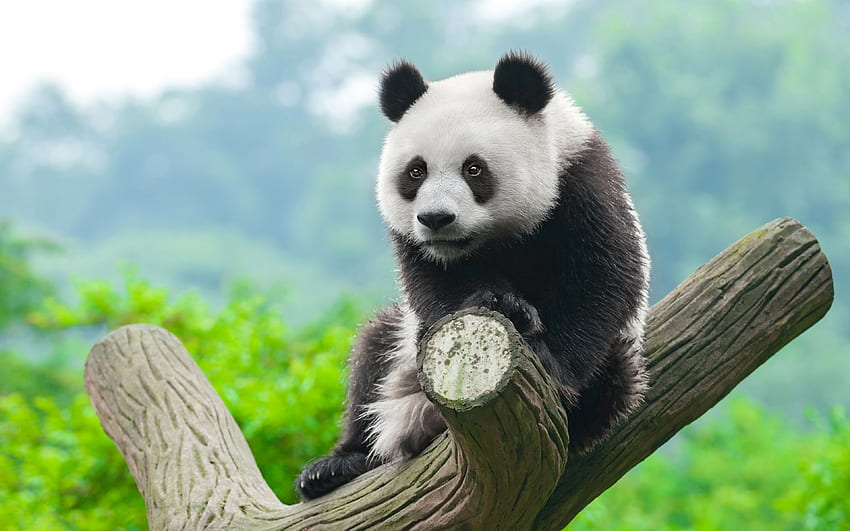 panda, wildlife, cute bears, cute panda, wild animals, pandas, China HD wallpaper