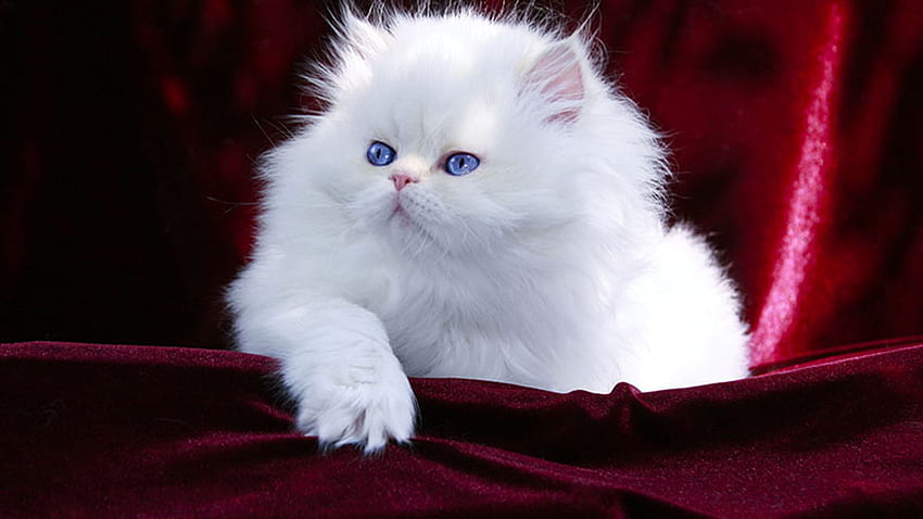 青い目の白いペルシャ猫の子猫はあずき色のベルベットの布の上に座っています 猫 高画質の壁紙