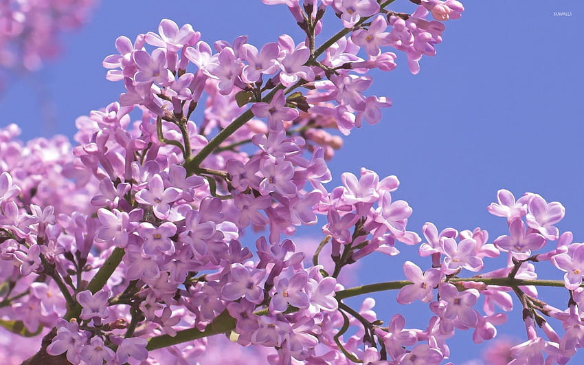 Pink lilacs on a tree branch - Flower HD wallpaper