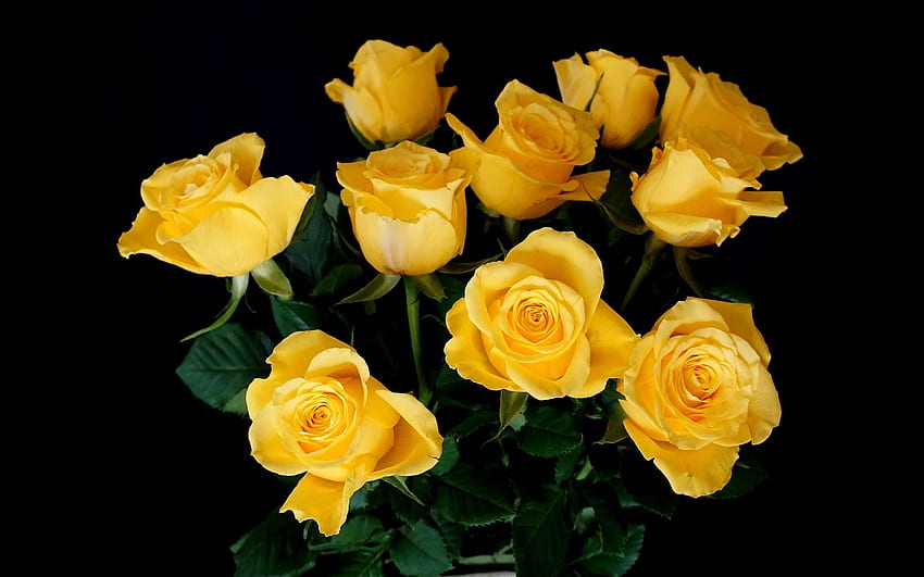 Roses, flowers, plants, yellow HD wallpaper