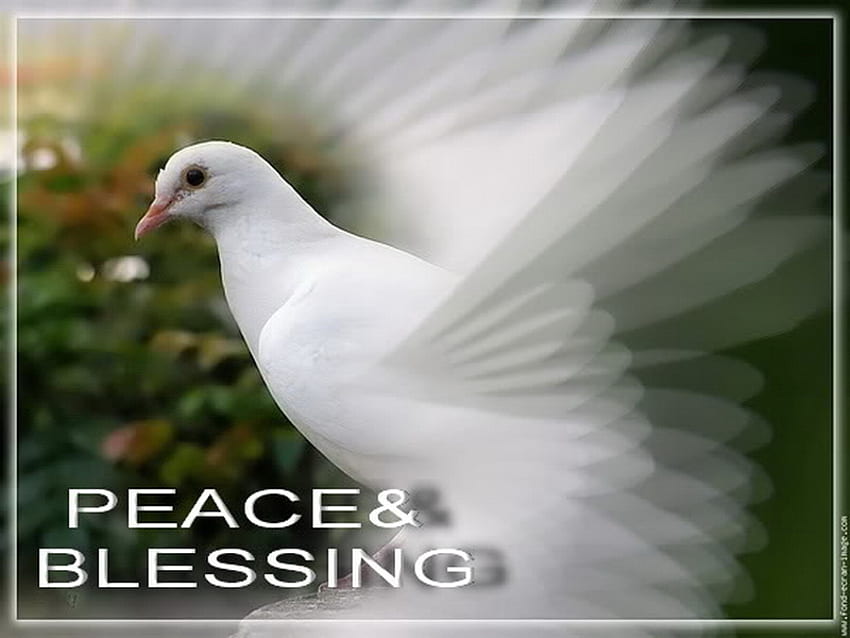 dove, white, fly, peace, blessing HD wallpaper