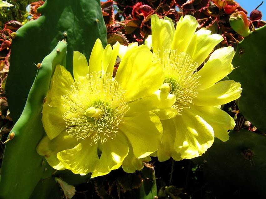 Нопал Опунция върху кактус, круша, бодлива, жълто, цвете HD тапет