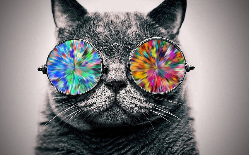 Gato con anteojos geniales. [19201080], Cool Cat PC fondo de pantalla