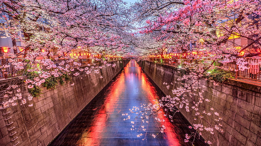 Canal Bridge Pink Sakura Flowers Trees Branches Lights Nature HD wallpaper