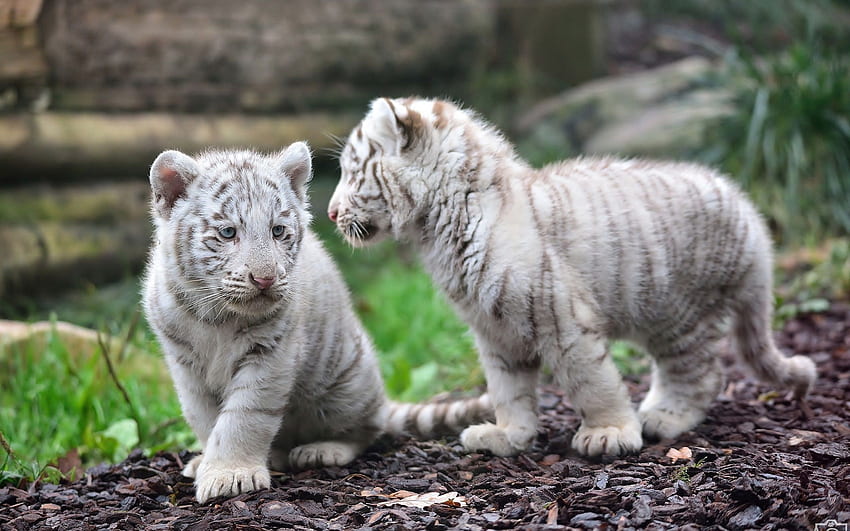 Cute Baby White Tiger - - HD wallpaper