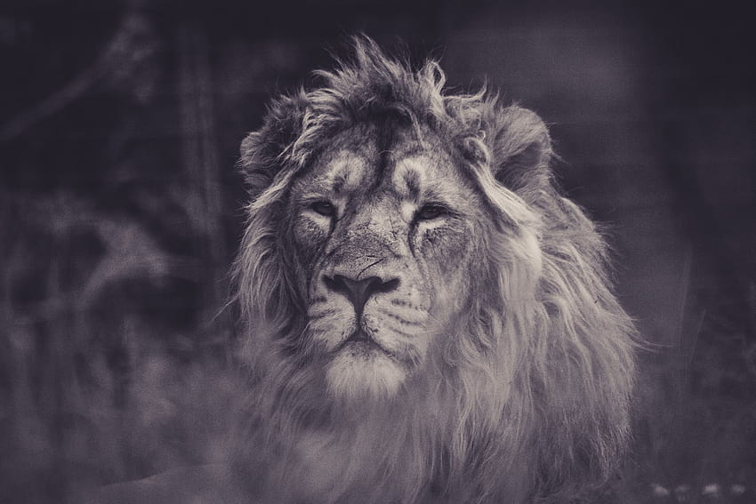 สัตว์ สิงโต นักล่า สายตา ความคิดเห็น Bw Chb แผงคอ วอลล์เปเปอร์ HD