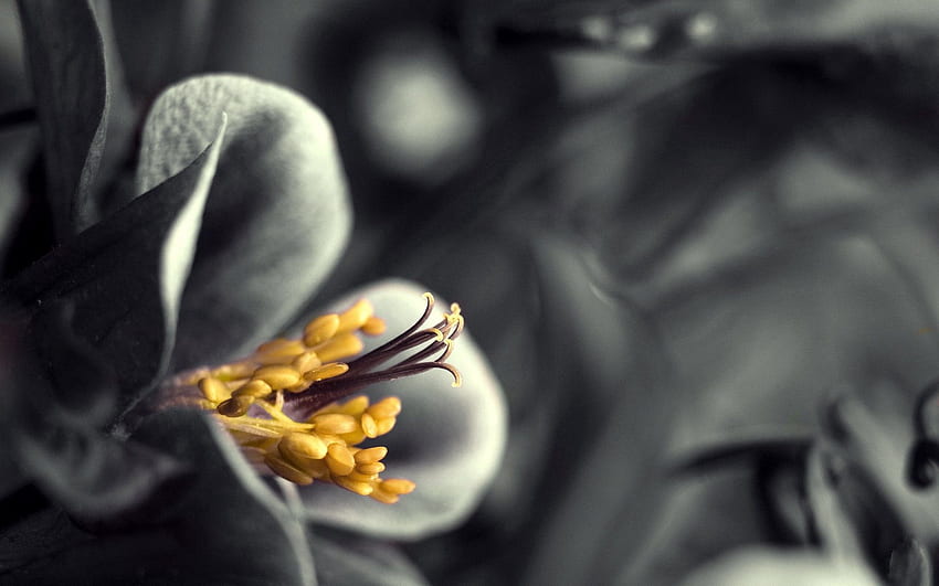 Blume, Makro, Grau, Bw, Chb HD-Hintergrundbild