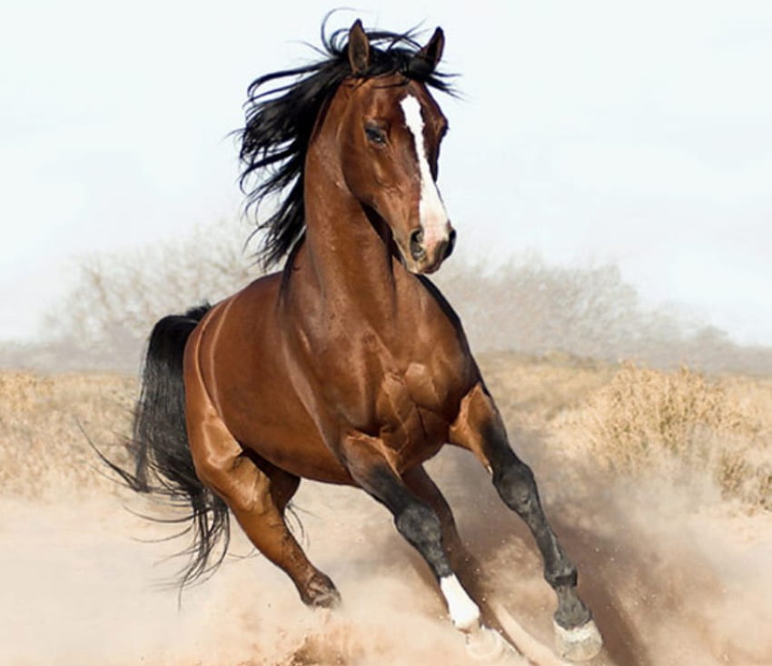 Potężny koń, koń, ogier, zwierzęta, cavalo Tapeta HD