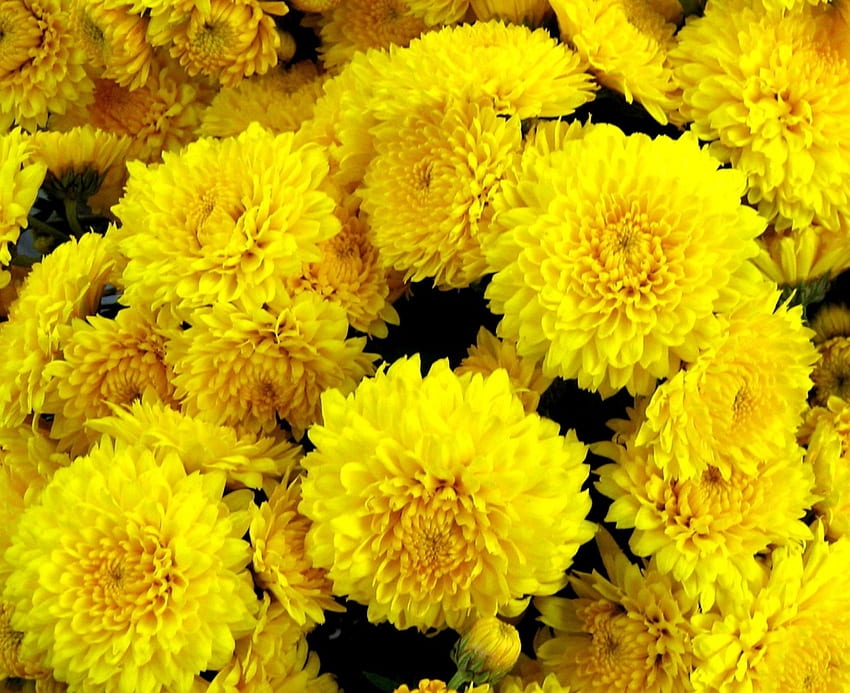Chrysanthemen, Gelb, Gelbe Chrysanthemen, Blumen, Natur, Blume, Chrysantheme HD-Hintergrundbild