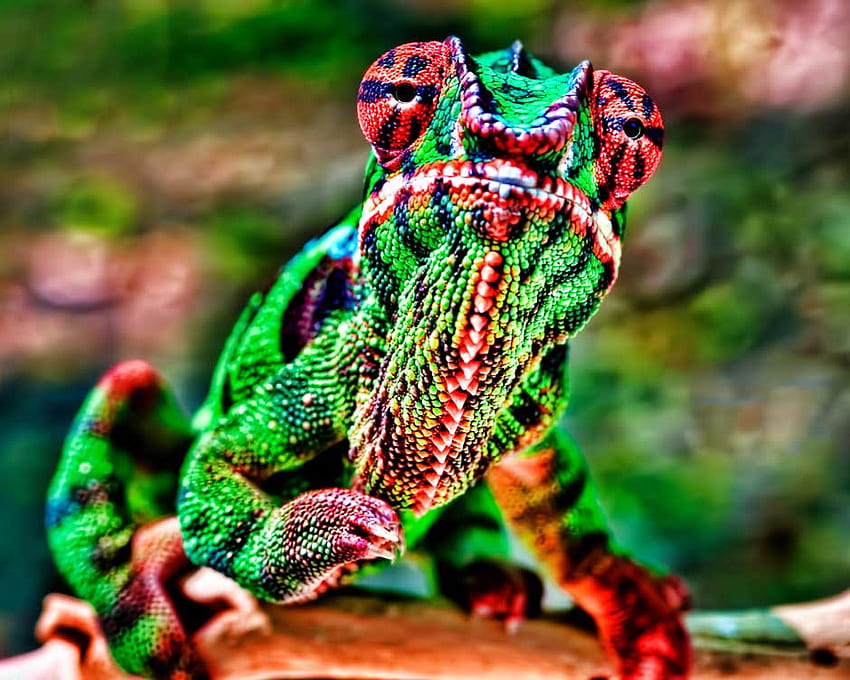 WECHSELNDE FARBEN, wechselnd, gelb, grün, rot, Reptil HD-Hintergrundbild