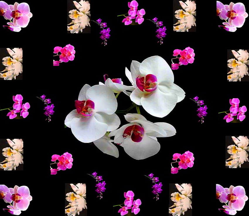 Орхидеи за вашата бирта, черен фон, цветове, цветя, подарък, орхидеи HD тапет