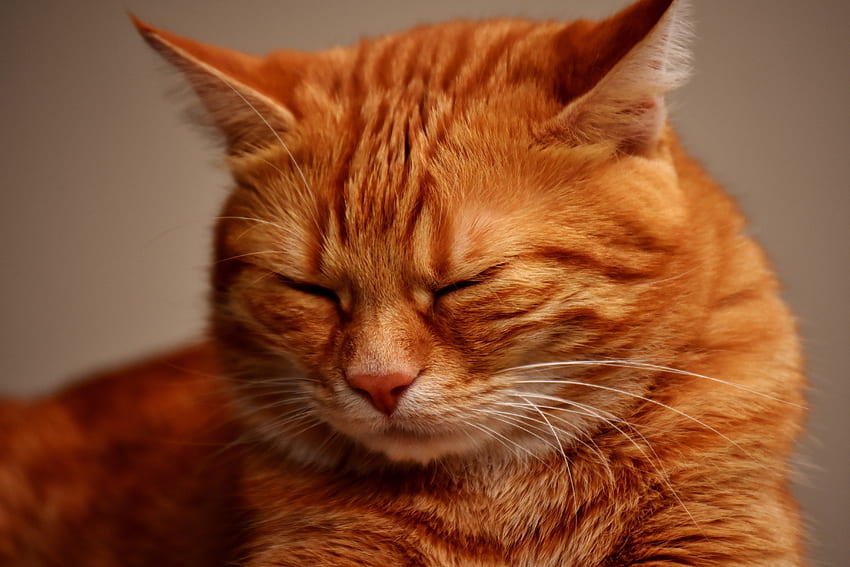 Muzzle, sleepy, orange cat HD wallpaper