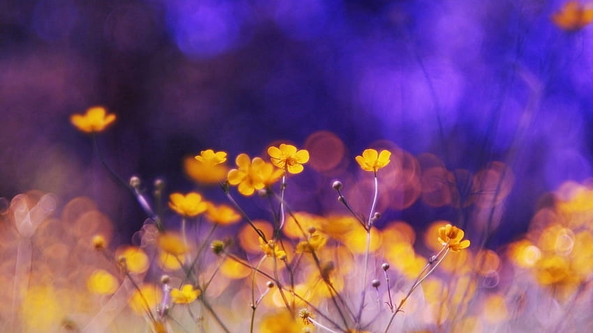 Flowers, Night, Glare, Polyana, Glade HD wallpaper