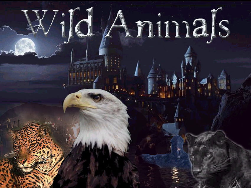 wild animals, leopard, eagle, moon, panther, castle lights HD wallpaper