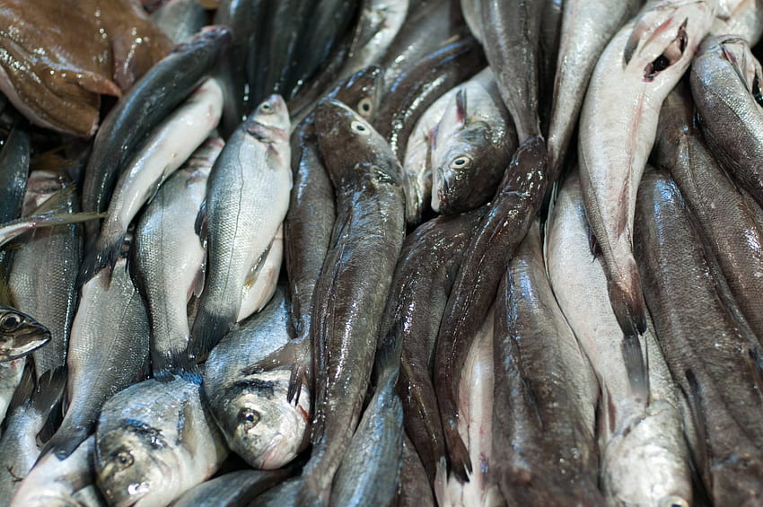 Tekstura tła śliskiej świeżej ryby na targu rybnym - wzór, targ rybny Tapeta HD