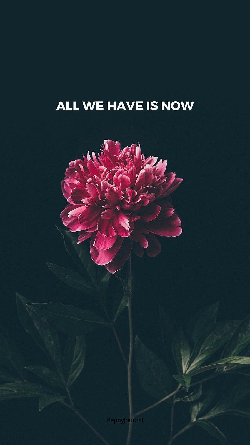 quotes. Inpirational Quotes. Flower , Tumblr, Google Now HD phone wallpaper