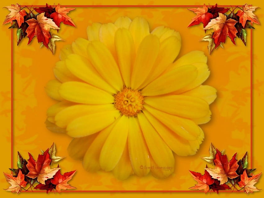 Flower yellow, flowers, yellow HD wallpaper