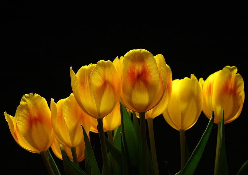 In The World: Tulip Flowers For Background, Yellow Tulips HD wallpaper