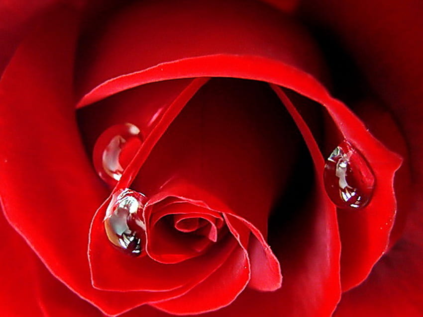 Tränen einer Rose, Rose, Tränen, Rot, Tropfen, Tau HD-Hintergrundbild
