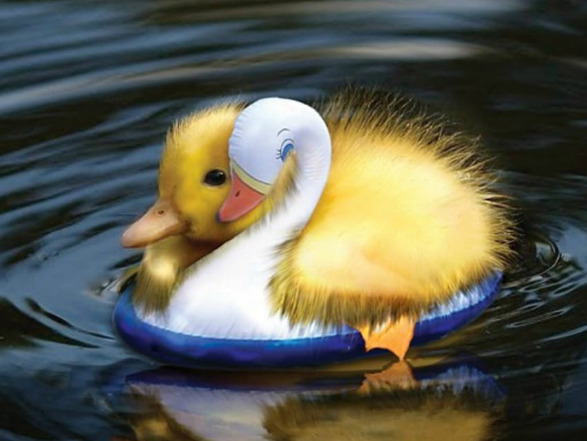 Cute Baby Duck , Cute Duck Computer HD wallpaper