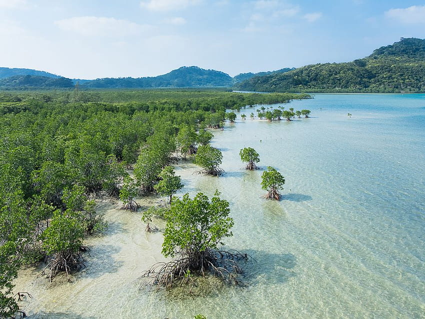 Mangrove Swamp, Iriomote Island, Okinawa, Japan - Iriomote Mangrove - & Background HD wallpaper