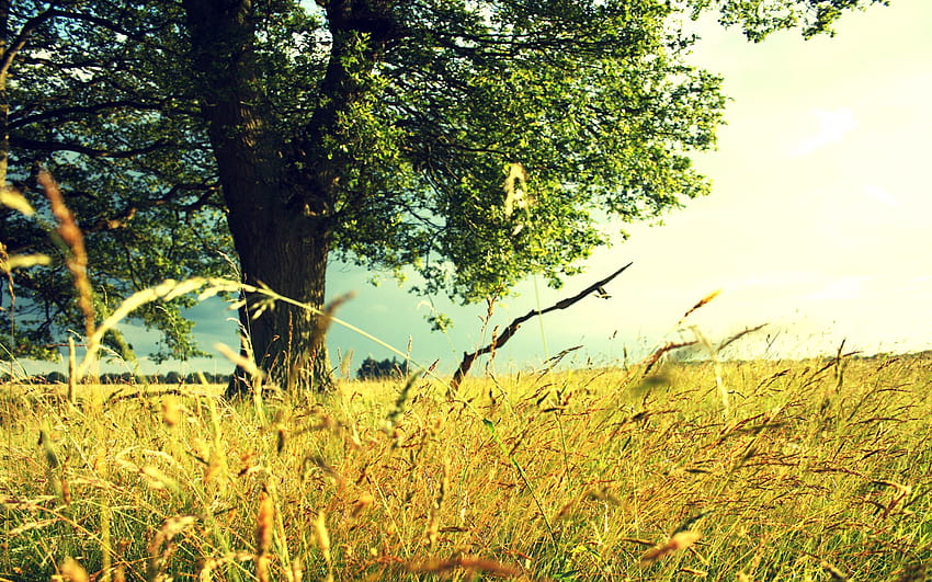 Nature, Grass, Summer, Wood, Tree, Field, Color, Colors, Ears, Paints, Spikes, Rye HD wallpaper