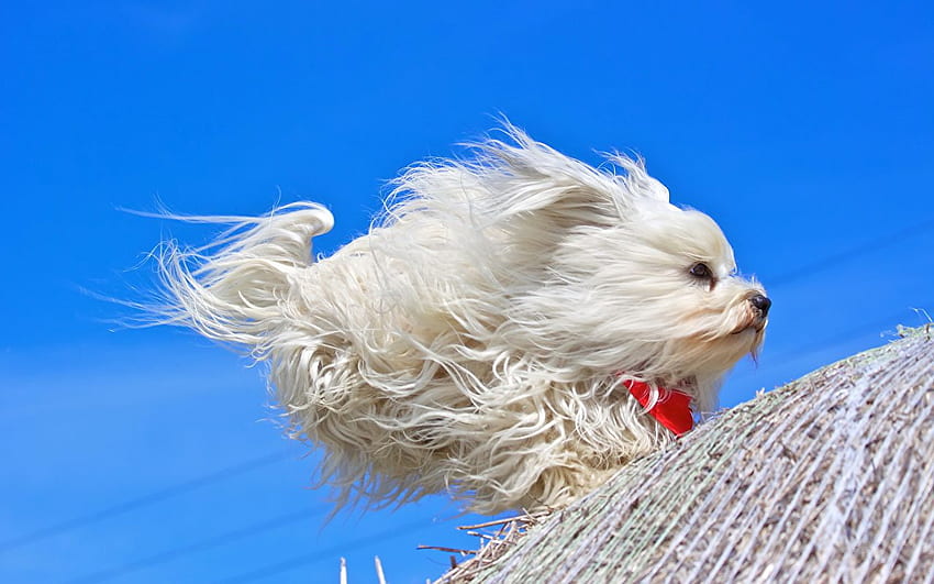 Havanese Bichon Run windy White Animals, Run With the Wind HD wallpaper