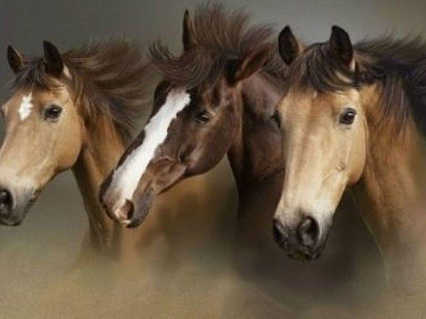Kuda Liar, Kuda Cantik Berlari Liar Wallpaper HD