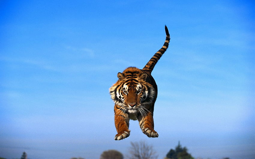 Animals, Predator, Tiger, Blue Sky, Jumping Tiger, Tiger In The Jump HD wallpaper