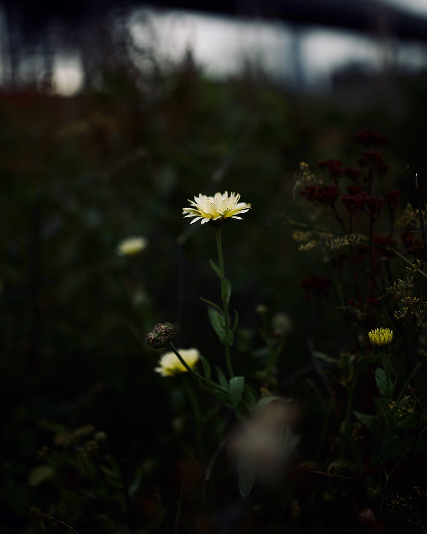 Blume, Pflanze, Makro, Wild HD-Handy-Hintergrundbild