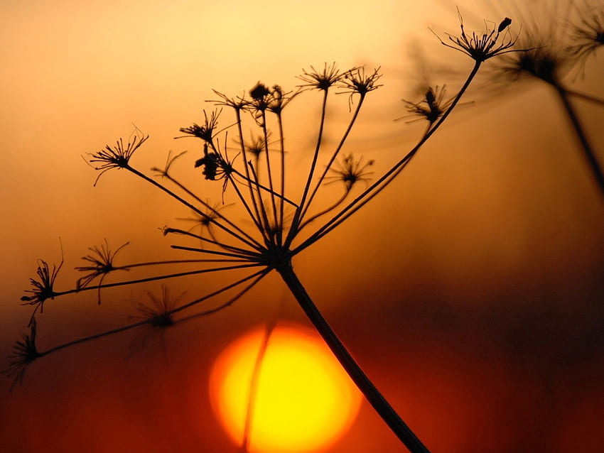 Zachód słońca, roślina, makro, połysk, światło, jasny, cień, zwiędły, wysuszony Tapeta HD