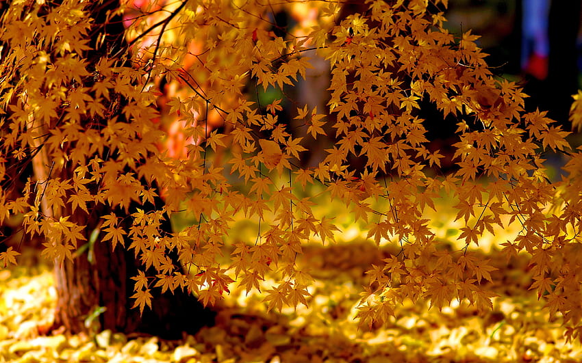 Autumn Yellow Leaves Fall Foliage HD wallpaper