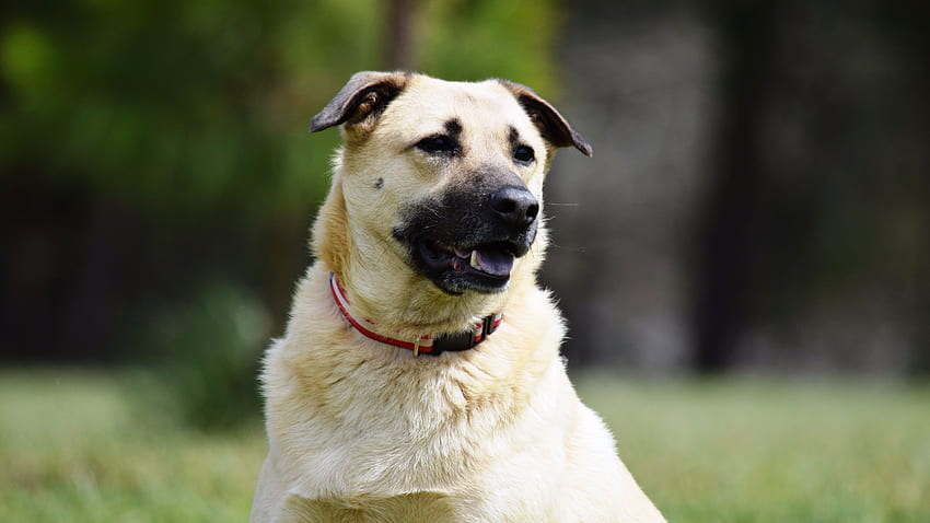 Anatolian Shepherd Dog HD wallpaper