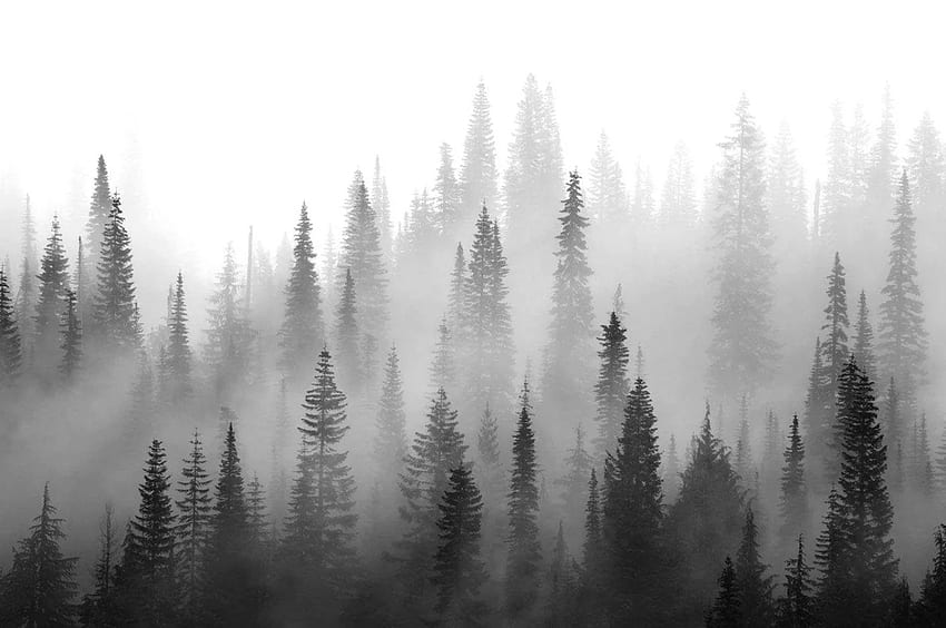 Black Forest, Black and White Forest HD wallpaper