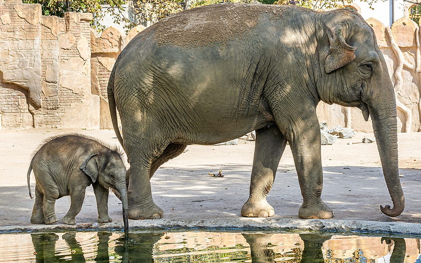ช้าง แม่ลูก น้ำ สัตว์ต่างๆ วอลล์เปเปอร์ HD