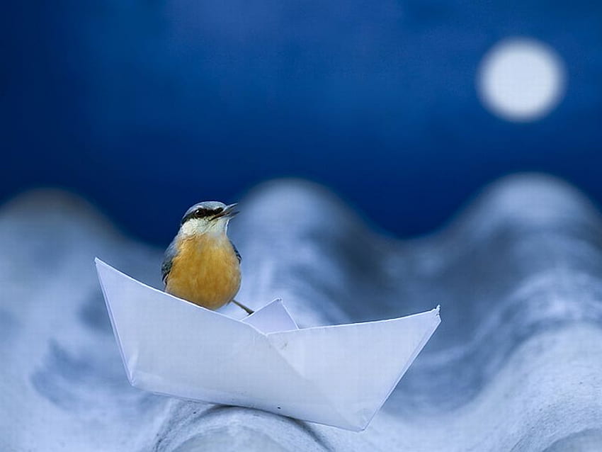 Bird in Boat, paper boat, cool, bird HD wallpaper