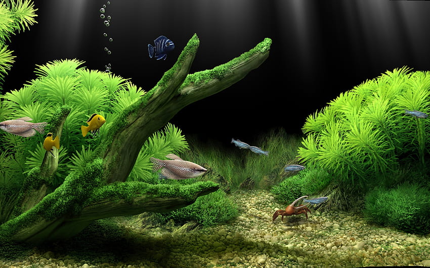 Fish tank, Ultra Aquarium HD wallpaper
