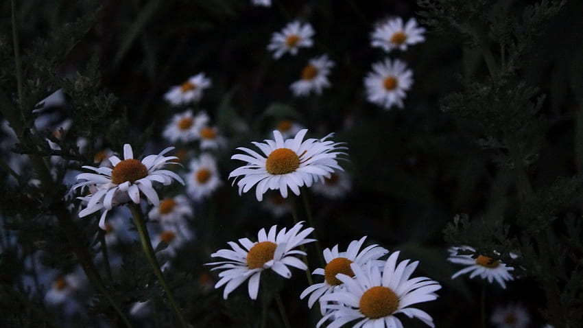 Beyaz papatya çiçeği • For You For & Mobile, Siyah Papatya Çiçeği HD duvar kağıdı