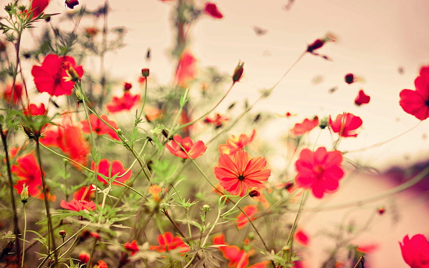 Blumen, Grundstück, Klein, Wiese HD-Hintergrundbild