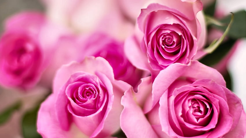 Pink Roses FC, graphie, floral, beau, romance, beauté, écran large, fleur, amour, , Rose Fond d'écran HD