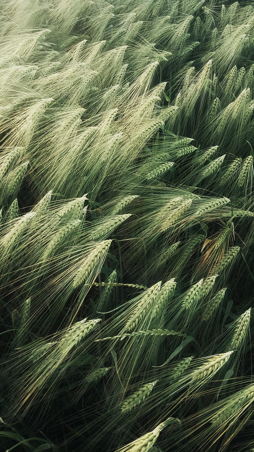 Green, wheat plant, harvest HD phone wallpaper