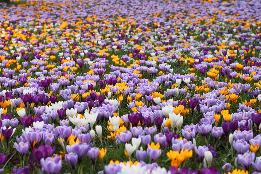 Crocus field, purple, white, crocus, field, yellow, spring HD wallpaper