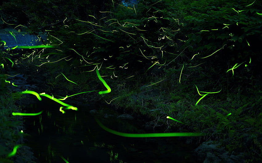 반딧불이는 야간 조명 시간 경과 조작 그래픽 포리스트 사이키델릭 추상 광선이 밝습니다. HD 월페이퍼