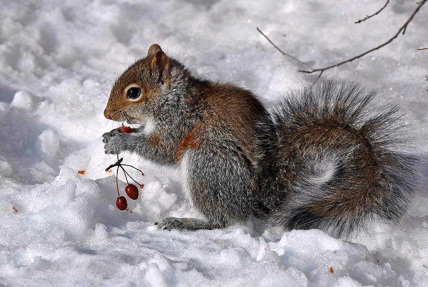 Tiere, Eichhörnchen, Essen, Schnee, Sitzen, Beere HD-Hintergrundbild
